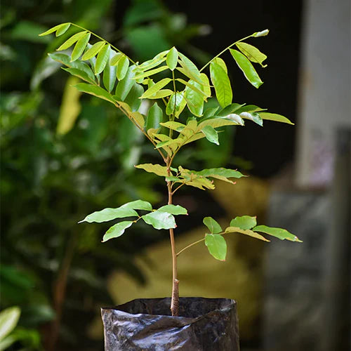 Pulasan Exotic Fruit Plants (Nephelium Mutabile)