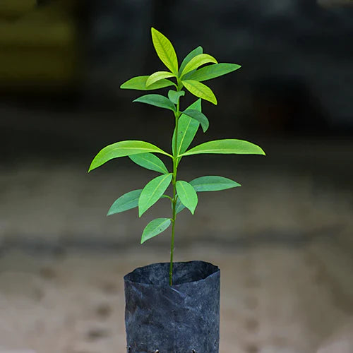 Kowa Exotic Fruit Plants (Garcinia Kowa)
