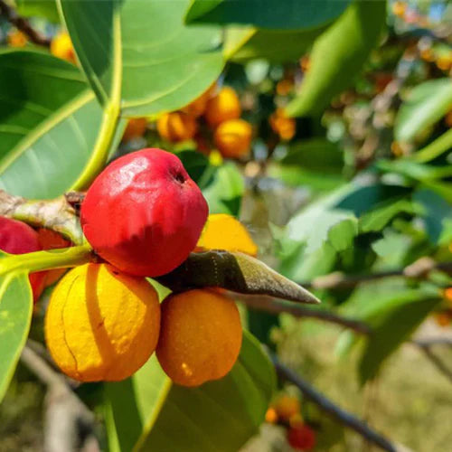 Kowa Exotic Fruit Plants (Garcinia Kowa)