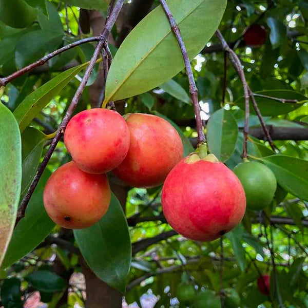 Kowa Exotic Fruit Plants (Garcinia Kowa)
