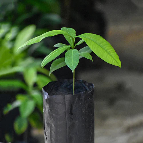 Madrono Exotic Fruit Plants (Garcinia Madruno)