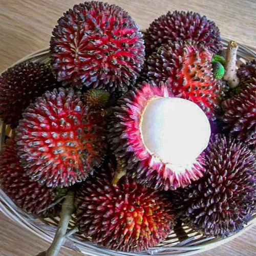 Pulasan Exotic Fruit Plants (Nephelium Mutabile)