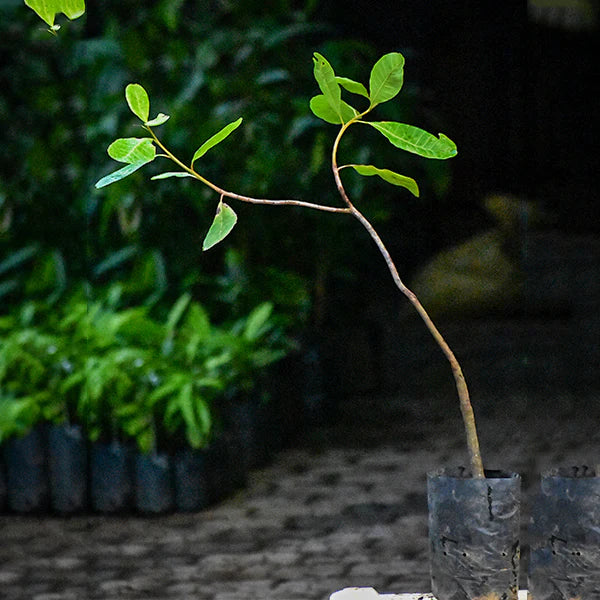 Cashewnut Exotic Fruit Plants (Anacardium Occidentale)