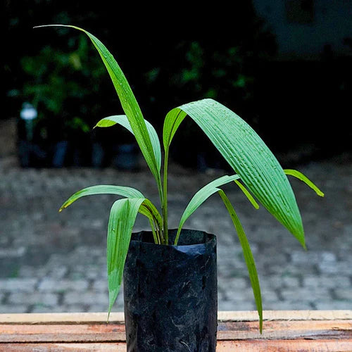 Lemba Exotic Fruit Plants (Curculigo Capitulata)