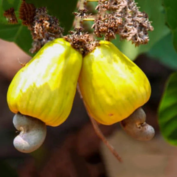 Cashewnut Exotic Fruit Plants (Anacardium Occidentale)