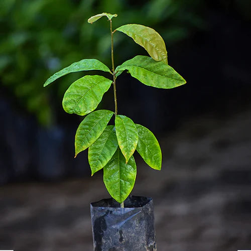 Madhubilata Exotic Fruit Plants (Stixis Suaveolens)