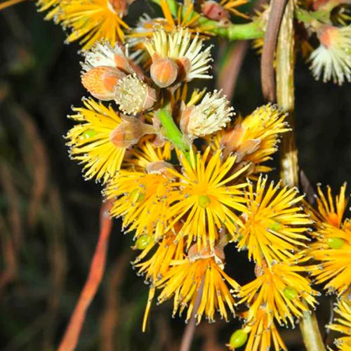 Madhubilata Exotic Fruit Plants (Stixis Suaveolens)