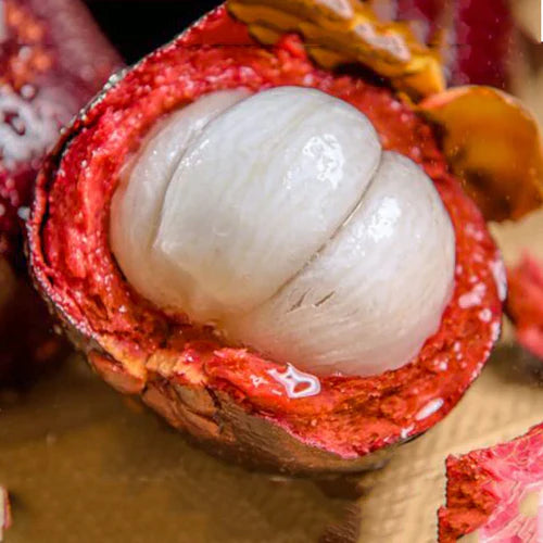 Mangosteen Exotic Fruit Plants (Garcinia Mangostana)