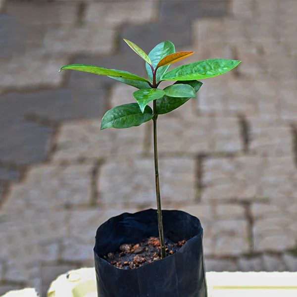 Russell Sweet Garcinia Exotic Fruit Plants (Garcinia Russelii)