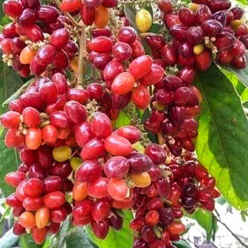 Kasam Exotic Fruit Plants (Erioglossum Rubiginosum)