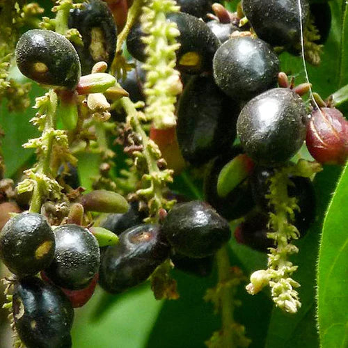 Kasam Exotic Fruit Plants (Erioglossum Rubiginosum)
