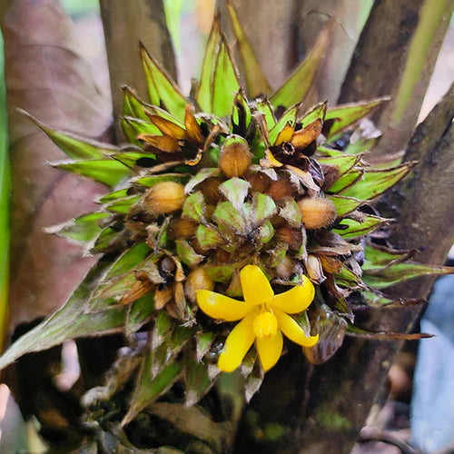 Lemba Exotic Fruit Plants (Curculigo Capitulata)