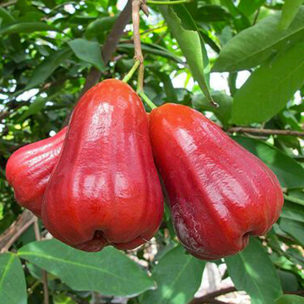 Water Apple Exotic Fruit Plants (Syzygium samarangense)