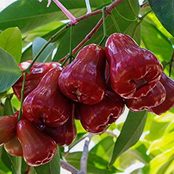 Water Apple Exotic Fruit Plants (Syzygium samarangense)