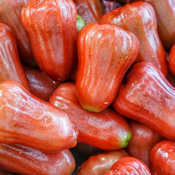 Water Apple Exotic Fruit Plants (Syzygium samarangense)