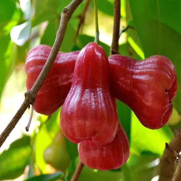 Water Apple Exotic Fruit Plants (Syzygium samarangense)