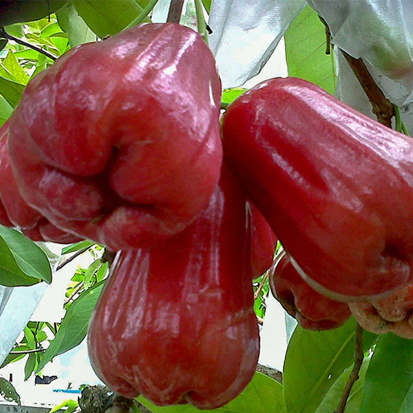 Water Apple Exotic Fruit Plants (Syzygium samarangense)