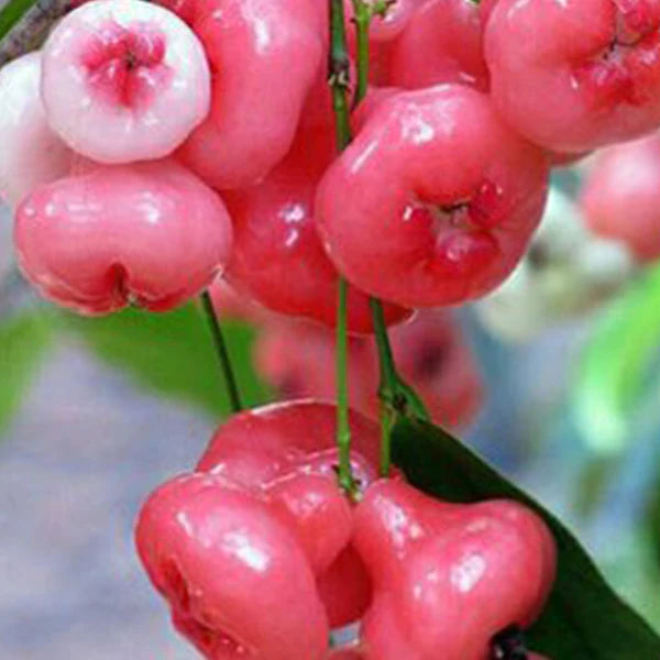 Water Apple Exotic Fruit Plants (Syzygium samarangense)