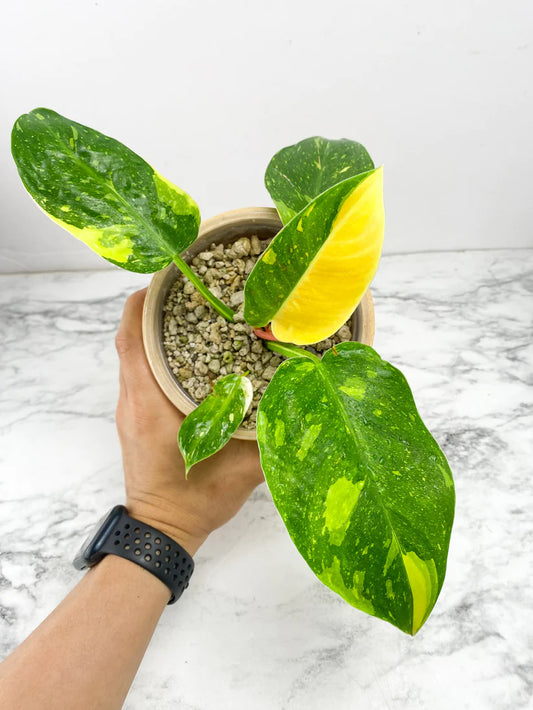 Philodendron Green Congo Marble Vareigated