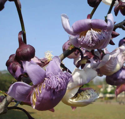 Paradise Nut Exotic Fruit Plants (Lecythis Zabucajo)