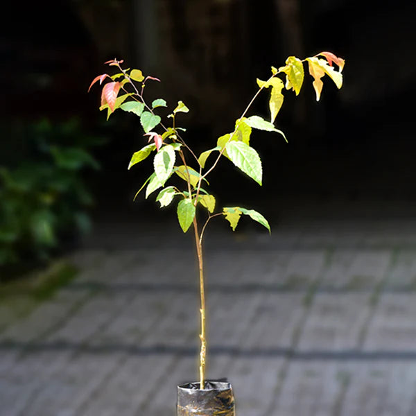 Luvi Luvi Exotic Fruit Plants (Flacourtia Inermis)