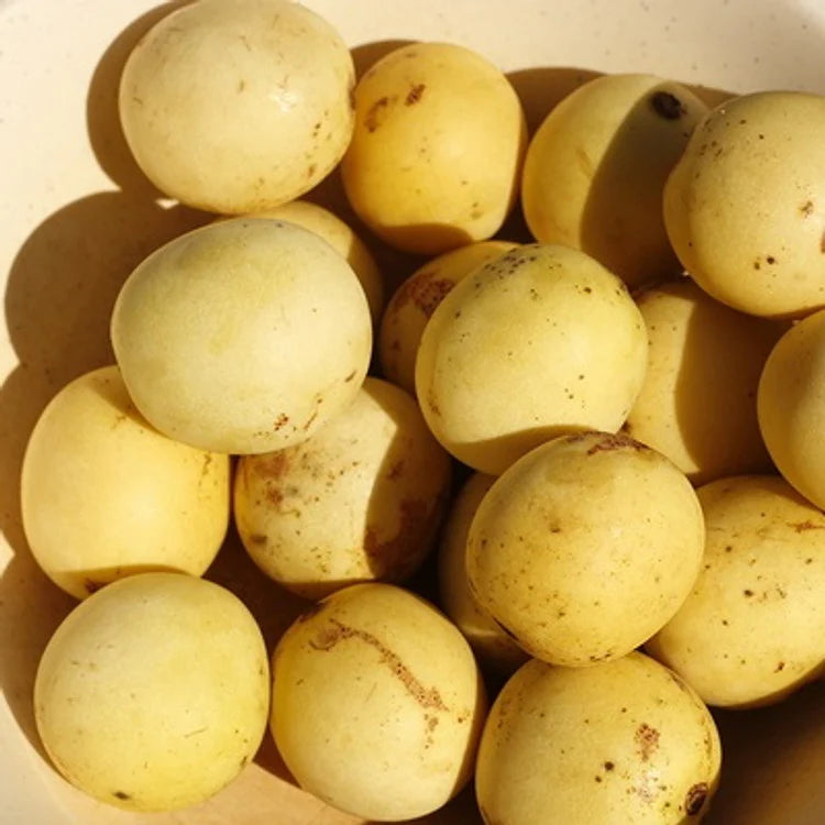Marula Exotic Fruit Plants (Sclerocarya birrea)