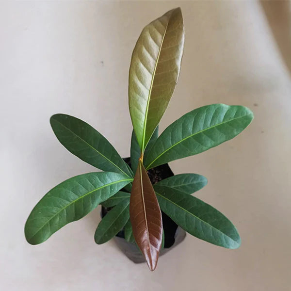 Mak Dauy Exotic Fruit Plants (Madhuca Thorelii)