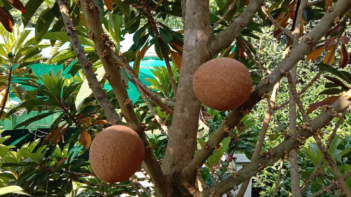 Mamey Sapote Pantine Exotic Fruit Plants (Pouteria Sapota)