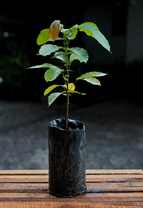 Green Matoa Exotic Fruit Plant (Pometia Pinnata)