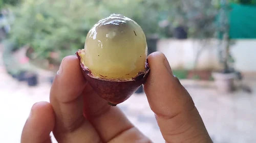 Purple Matoa Exotic Fruit Plants (Pometia Pinnata)