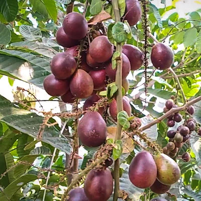 Purple Matoa Exotic Fruit Plants (Pometia Pinnata)