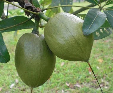 Malabar Chestnut Exotic Fruit Plants(Pachira Aquatica)