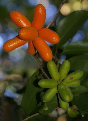 Fingersop Exotic Fruit Plant (Meiogyne cylindrocarpa)