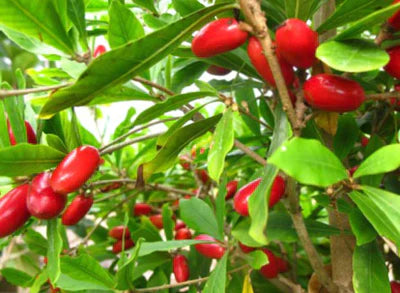 Miracle Exotic Fruit Plants (Synsepalum Dulcificum)