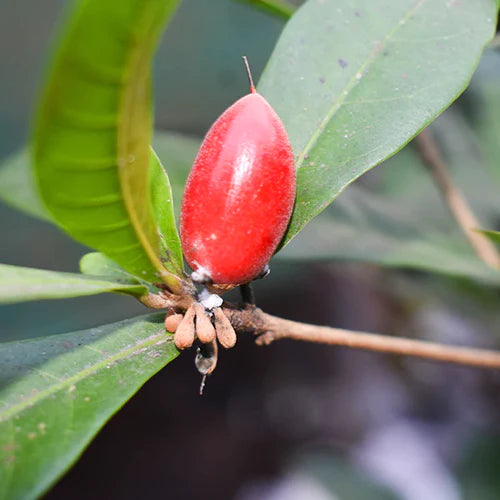 Miracle Exotic Fruit Plants (Synsepalum Dulcificum)