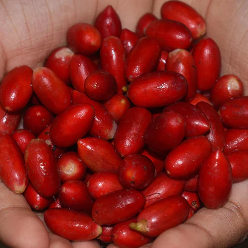 Miracle Exotic Fruit Plants (Synsepalum Dulcificum)