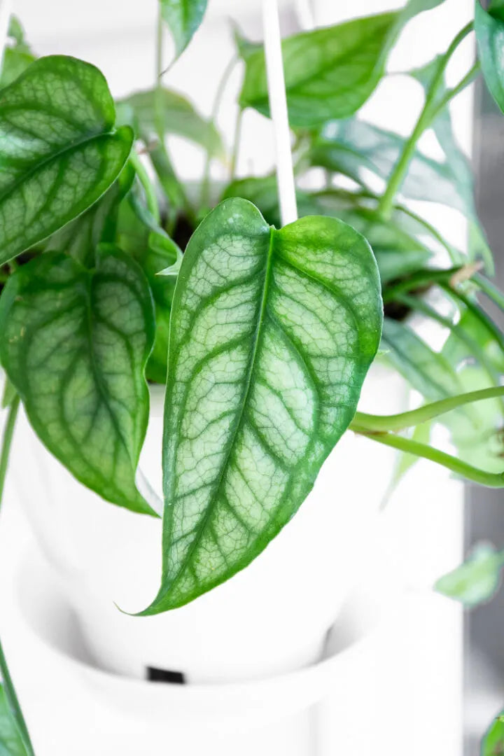 Monstera Siltepecana (Silver Monstera)