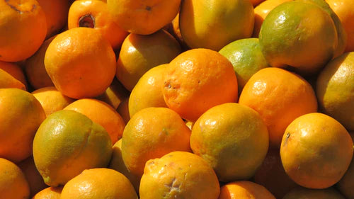 Nagpur Orange Grafted Exotic Fruit Plants (mini orange)