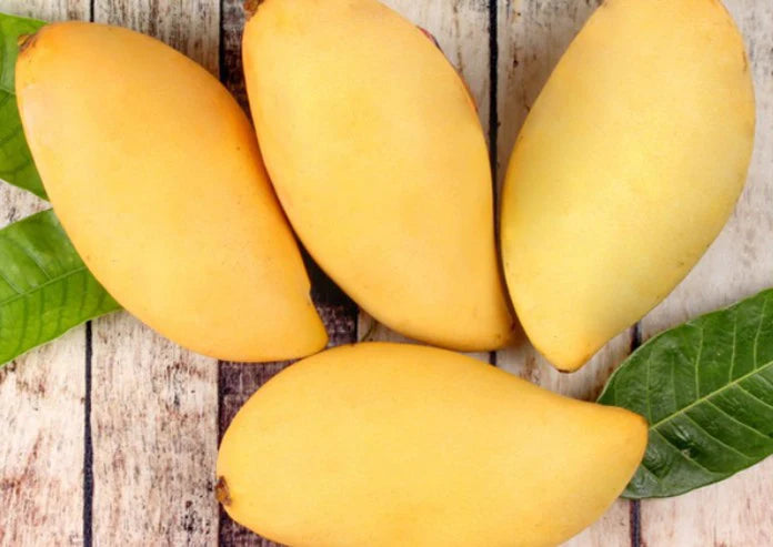 Nam Doc Mai Mango Exotic Fruit Plants