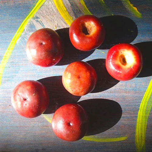 Nance Red Exotic Fruit Plants (Byrsonima Crassifolia)