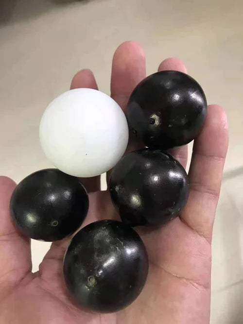 Plinia Oblongata Exotic Fruit Plants(Plinia Oblongata)