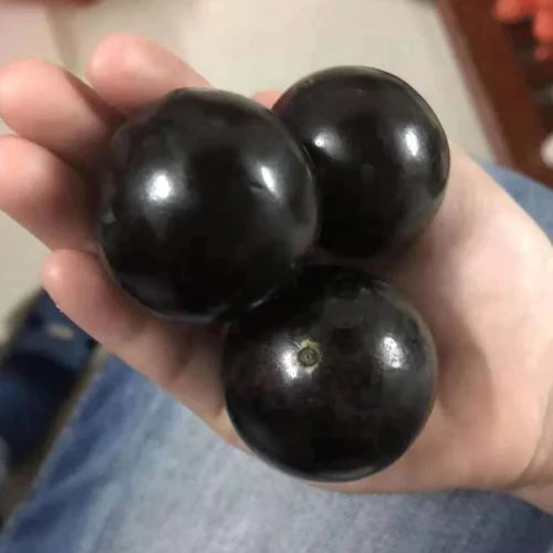 Plinia Oblongata Exotic Fruit Plants(Plinia Oblongata)