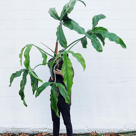 Philodendron Holtonianum