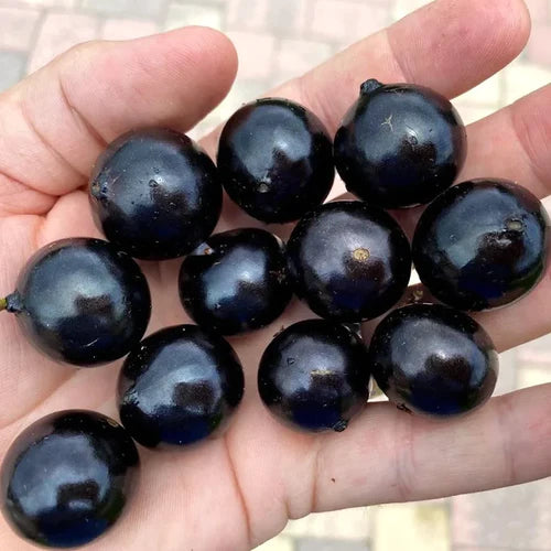 Plinia Oblongata Exotic Fruit Plants(Plinia Oblongata)