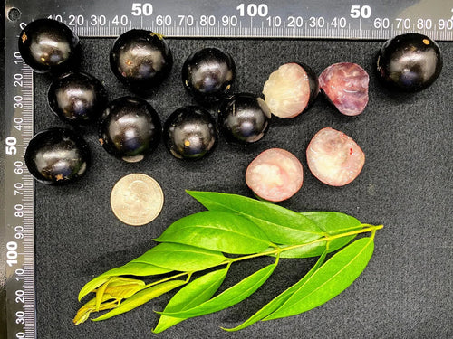 Plinia Oblongata Exotic Fruit Plants(Plinia Oblongata)
