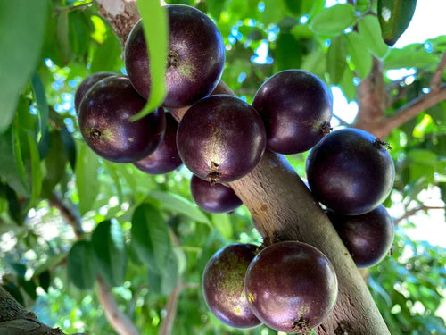 Jaboticaba Grimal Exotic Fruit Plants