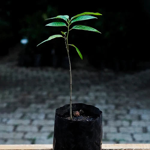 Red Araticum Exotic Fruit Plants (Annona Cacans)