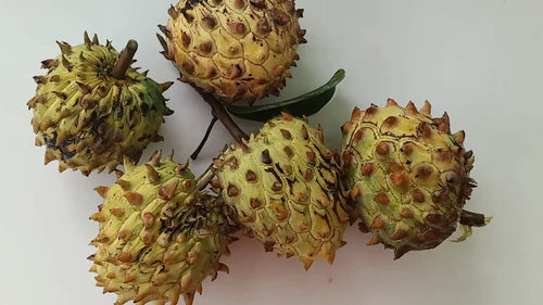 Rollinia Exotic Fruit Plants (Rollinia Deliciosa)
