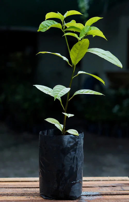 Rollinia Exotic Fruit Plants (Rollinia Deliciosa)