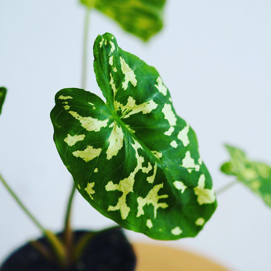 Alocasia Hilo Beauty